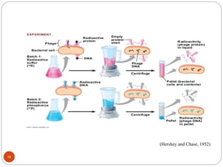(Hershey and Chase, 1952)
18
 