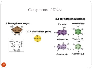 Components of DNA:
22
 