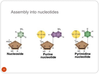 Assembly into nucleotides
23
 