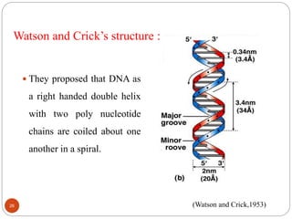Watson and Crick’s structure :
 They proposed that DNA as
a right handed double helix
with two poly nucleotide
chains are coiled about one
another in a spiral.
(Watson and Crick,1953)26
 