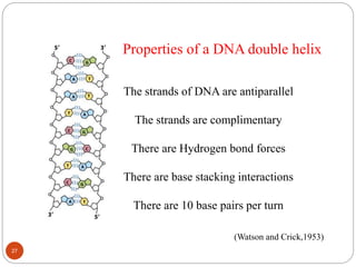The strands of DNA are antiparallel
The strands are complimentary
There are Hydrogen bond forces
There are base stacking interactions
There are 10 base pairs per turn
Properties of a DNA double helix
(Watson and Crick,1953)
27
 