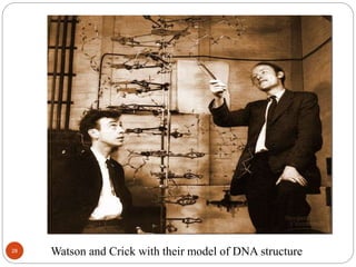 28 Watson and Crick with their model of DNA structure
 