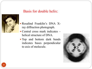 Basis for double helix:
 Rosalind Franklin’s DNA X-
ray diffraction photograph.
 Central cross mark indicates –
helical structure of DNA.
 Top and bottom dark bands
indicates bases perpendicular
to axis of molecule.
29
 