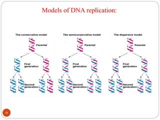 Models of DNA replication:
33
 