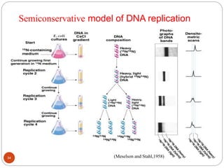Semiconservative model of DNA replication
(Meselson and Stahl,1958)34
 