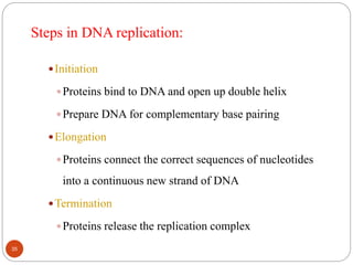 Steps in DNA replication:
Initiation
Proteins bind to DNA and open up double helix
Prepare DNA for complementary base pairing
Elongation
Proteins connect the correct sequences of nucleotides
into a continuous new strand of DNA
Termination
Proteins release the replication complex
35
 