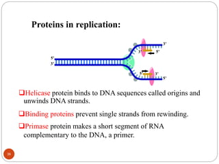 Binding proteins prevent single strands from rewinding.
Helicase protein binds to DNA sequences called origins and
unwinds DNA strands.
5’
3’
5’
3’
Primase protein makes a short segment of RNA
complementary to the DNA, a primer.
3’5’
5’3’
Proteins in replication:
36
 