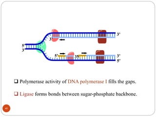  Polymerase activity of DNA polymerase I fills the gaps.
 Ligase forms bonds between sugar-phosphate backbone.
3’
5’
3’
5’ 3’
5’
3’
3’
5’
40
 