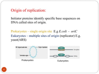 Origin of replication:
Initiator proteins identify specific base sequences on
DNA called sites of origin.
Prokaryotes – single origin site E.g E.coli - oriC
Eukaryotes – multiple sites of origin (replicator) E.g.
yeast(ARS)
Prokaryotes Eukaryotes
41
 
