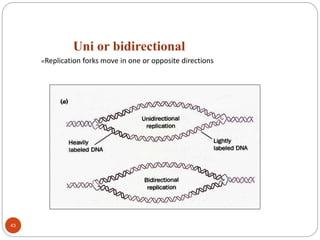 Uni or bidirectional
Replication forks move in one or opposite directions
43
 