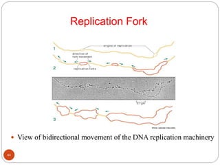 Replication Fork
 View of bidirectional movement of the DNA replication machinery
44
 