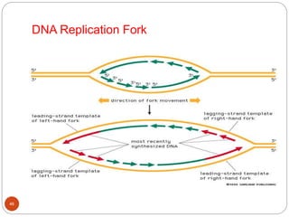 DNA Replication Fork
46
 