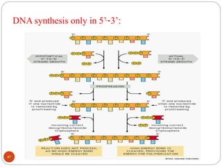 DNA synthesis only in 5’ 3’:
47
 