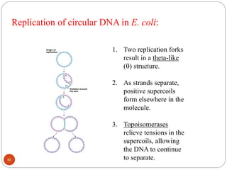 Replication of circular DNA in E. coli:
1. Two replication forks
result in a theta-like
() structure.
2. As strands separate,
positive supercoils
form elsewhere in the
molecule.
3. Topoisomerases
relieve tensions in the
supercoils, allowing
the DNA to continue
to separate.50
 