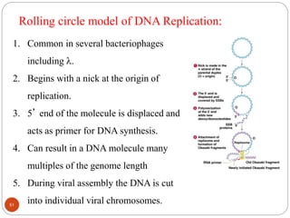 1. Common in several bacteriophages
including .
2. Begins with a nick at the origin of
replication.
3. 5’ end of the molecule is displaced and
acts as primer for DNA synthesis.
4. Can result in a DNA molecule many
multiples of the genome length
5. During viral assembly the DNA is cut
into individual viral chromosomes.51
Rolling circle model of DNA Replication:
 