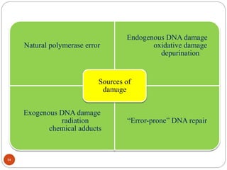 54
Natural polymerase error
Endogenous DNA damage
oxidative damage
depurination
Exogenous DNA damage
radiation
chemical adducts
“Error-prone” DNA repair
Sources of
damage
 