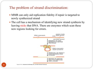 The problem of strand discrimination:
 MMR can only aid replication fidelity if repair is targeted to
newly synthesized strand
 The cell has a mechanism of identifying new strand synthesis by
leaving nicks that DNA. There are enzymes which scan these
new regions looking for errors.
62
 