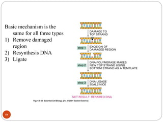 Basic mechanism is the
same for all three types
1) Remove damaged
region
2) Resynthesis DNA
3) Ligate
64
 