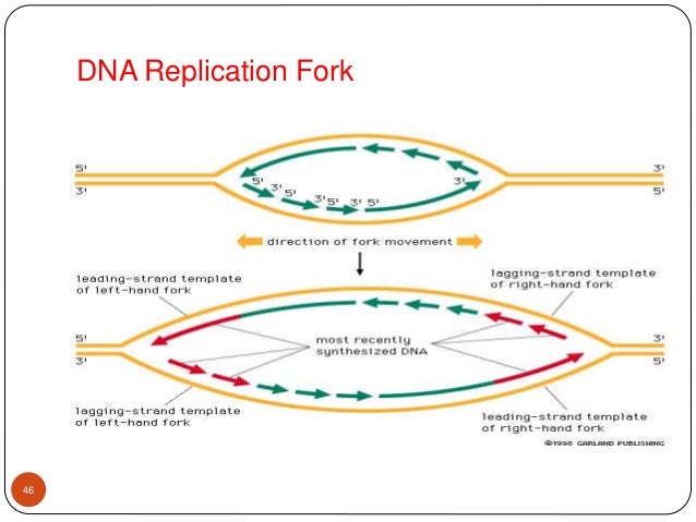 diagram replication for dna a replication : and genetic material, repair damage DNA diagram replication for dna a replication : and genetic material, repair damage DNA