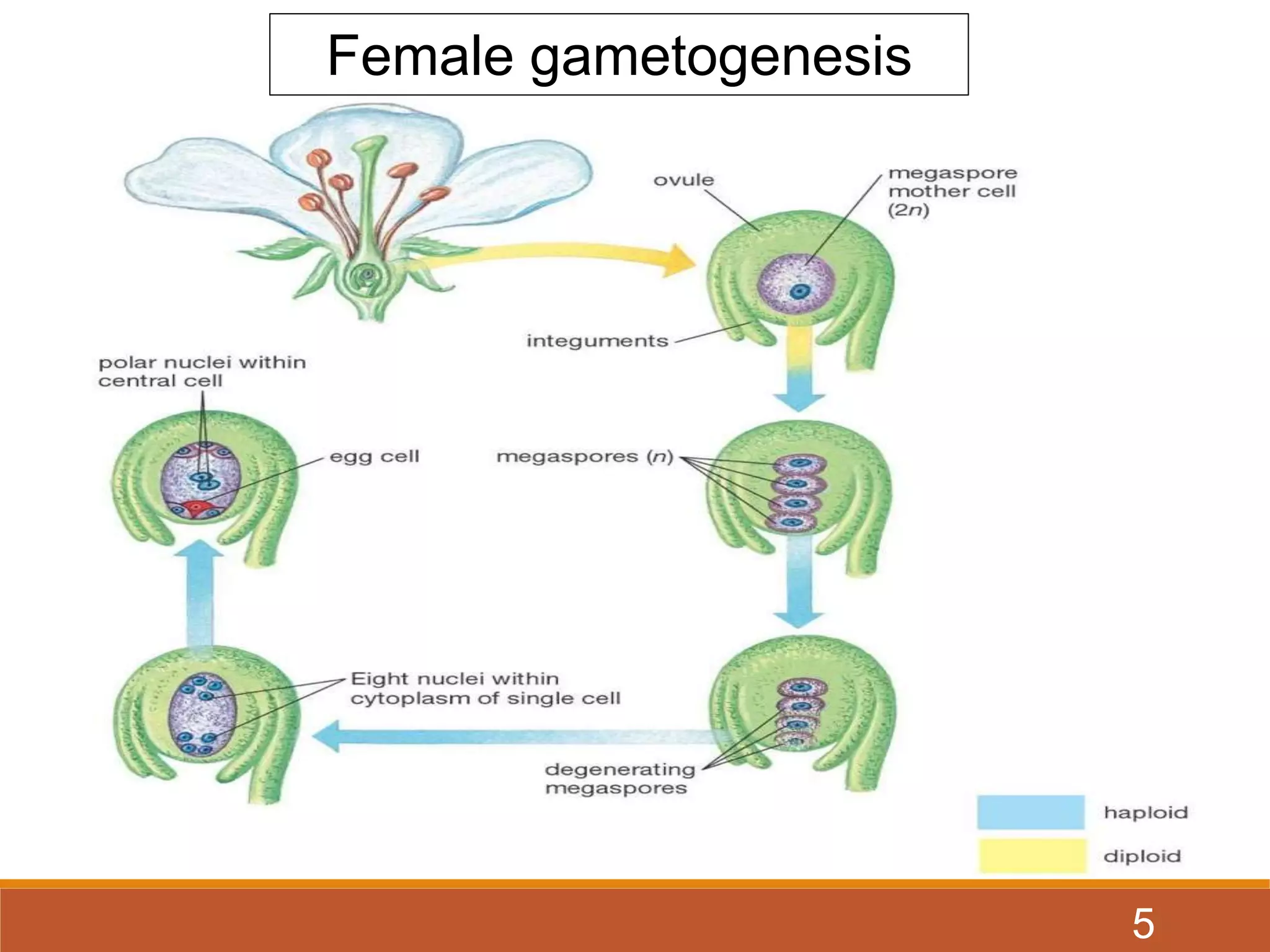 Gamet Formation unreduced gamete formation and its role in plant breeding | PPTX