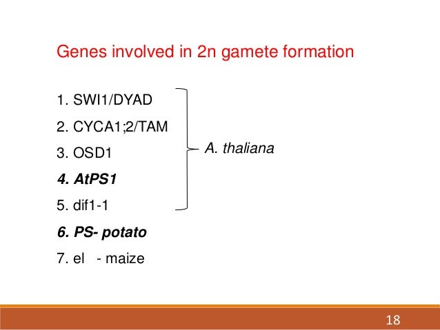 Role Of Gamete Formation Role Of Gamete Formation