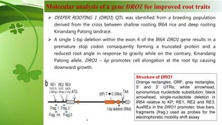 Physiological and molecular basis of drought tolerance in rice | PPTX