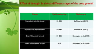 Physiological and molecular basis of drought tolerance in rice | PPTX