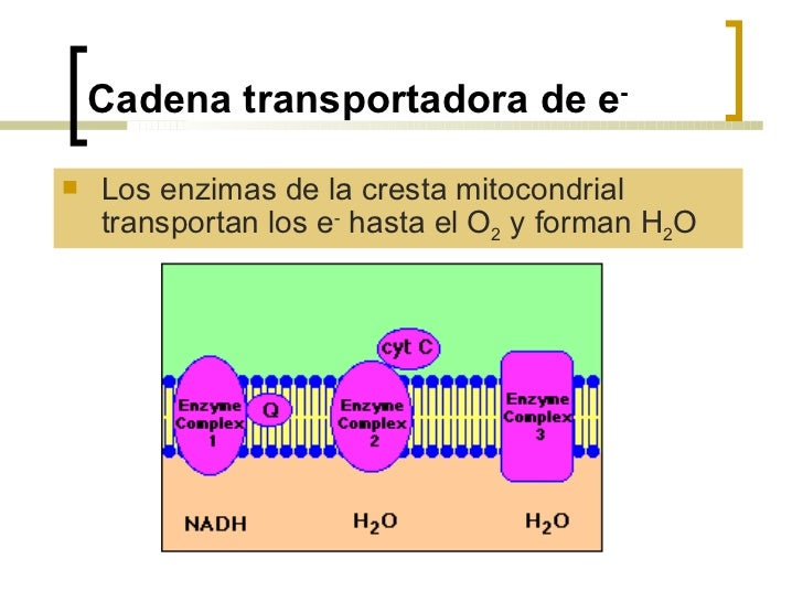 Cadena Transportadora de Electrones