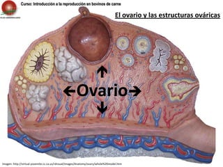 Curso: Introducción a la reproducción en bovinos de carne El ovario y las estructuras ováricas  Ovario  Imagen: http://virtual.yosemite.cc.ca.us/rdroual/images/Anatomy/ovary/whole%20model.htm 