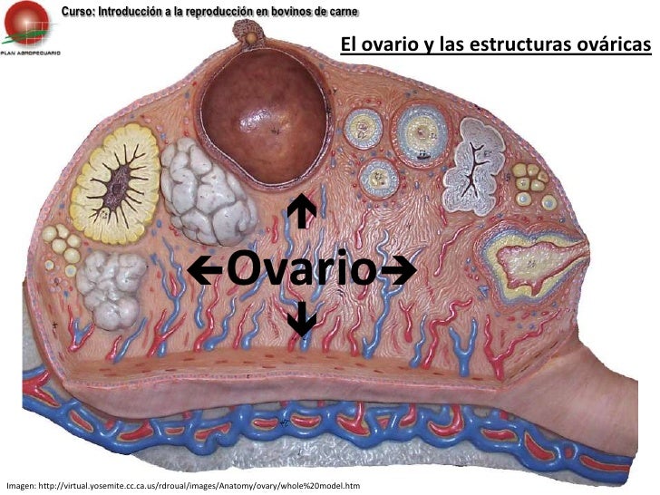Anatomia y fisiología del aparato reproductor femenino