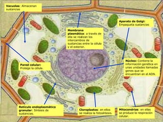 Pared celular:  Protege la célula. Membrana plasmática : a través de ella se realizan los intercambios de sustancias entre la célula y el exterior. Vacuolas : Almacenan sustancias Cloroplastos : en ellos se realiza la fotosíntesis. Mitocondrias : en ellas se produce la respiración celular. Retículo endoplasmático granular : Síntesis de sustancias. Aparato de Golgi:  Empaqueta sustancias  Núcleo:  Contiene la información genética en unas unidades llamadas genes que se encuentran en el ADN. 