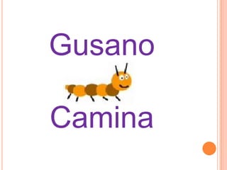 Gusano
Camina
 