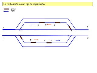 3’ 3’ 5’ 5’ 3’ 5’ 3’ 5’ 5’ 5’ 3’ 3’ La replicación en un ojo de replicación primer ADN 