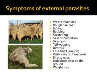Small Ruminant Health | PPTX