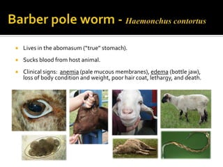 Small Ruminant Health | PPTX