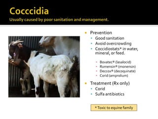 Small Ruminant Health | PPTX