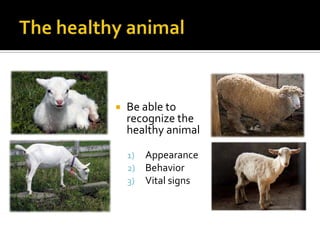 Small Ruminant Health | PPTX