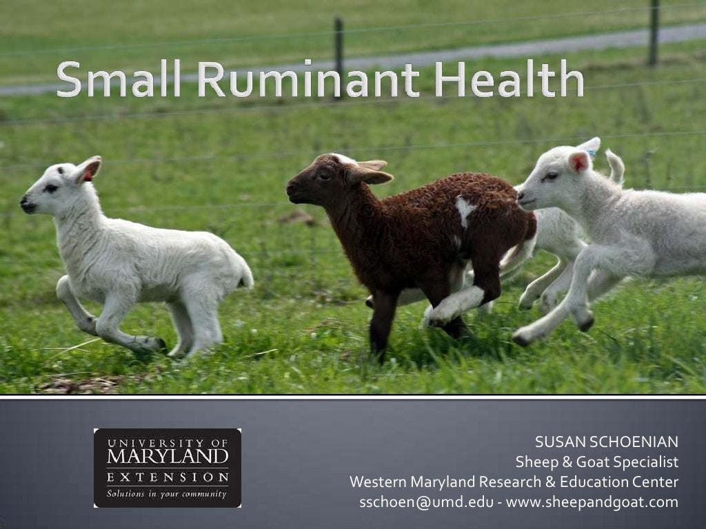 Small Ruminant Health