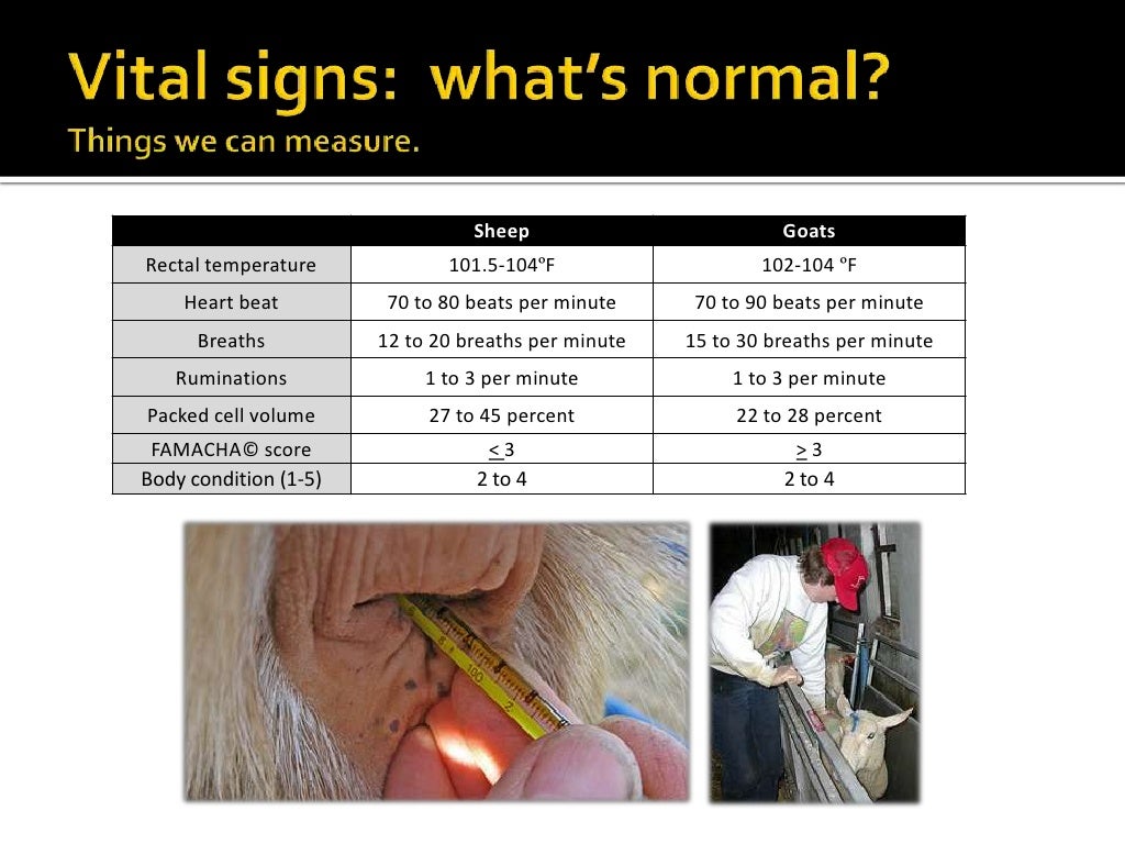 Small Ruminant Health