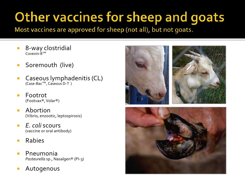 Small Ruminant Health