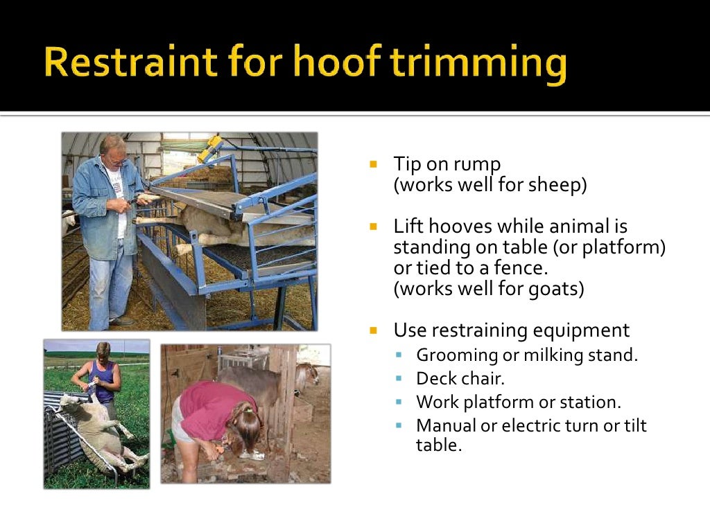 Small Ruminant Health