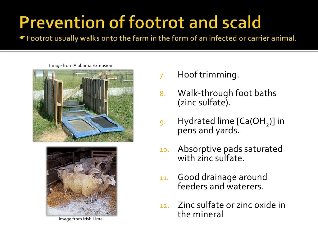 Small Ruminant Health