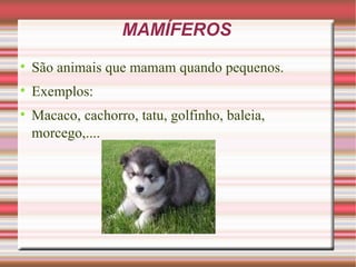 MAMÍFEROS São animais que mamam quando pequenos. Exemplos: Macaco, cachorro, tatu, golfinho, baleia, morcego,....