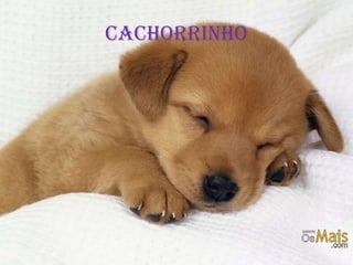 Cachorrinho
 
