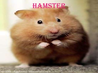 hamster
 