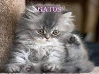 Gatos
 
