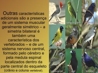 Outras  características adicionais são a presença de um sistema muscular geralmente simétrico – a simetria bilateral é também uma característica dos vertebrados – e de um sistema nervoso central, formado pelo cérebro e pela medula espinal localizados dentro da parte central do esqueleto  (crânio e coluna  vertebral). 