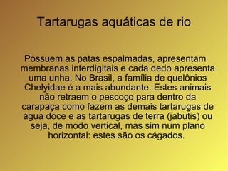 Tartarugas aquáticas de rio Possuem as patas espalmadas, apresentam membranas interdigitais e cada dedo apresenta uma unha. No Brasil, a família de quelônios Chelyidae é a mais abundante. Estes animais não retraem o pescoço para dentro da carapaça como fazem as demais tartarugas de água doce e as tartarugas de terra (jabutis) ou seja, de modo vertical, mas sim num plano horizontal: estes são os cágados.  