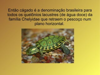 Então cágado é a denominação brasileira para todos os quelônios lacustres (de água doce) da família Chelyidae que retraem o pescoço num plano horizontal.  