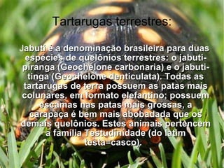 Tartarugas terrestres: J abuti é a denominação brasileira para duas espécies de quelônios terrestres: o jabuti-piranga (Geochelone carbonaria) e o jabuti-tinga (Geochelone denticulata). Todas as tartarugas de terra possuem as patas mais colunares, em formato elefantino; possuem escamas nas patas mais grossas, a carapaça é bem mais abobadada que os demais quelônios. Estes animais pertencem a família Testudinidade (do latim testa=casco).  